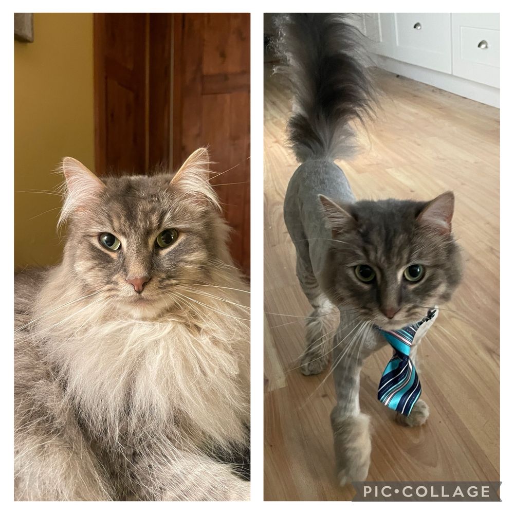 Where to Get My Cat Groomed near Me: Top Trusted Local Spots