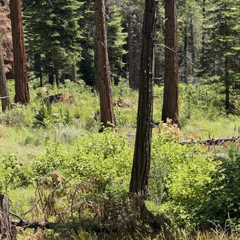 Yosemite Mountain Sugar Pine Railroad - Tours Near Me - Fish Camp, California