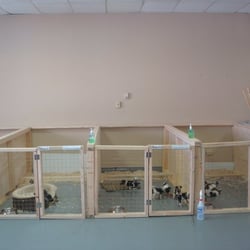 Doggie World Daycare