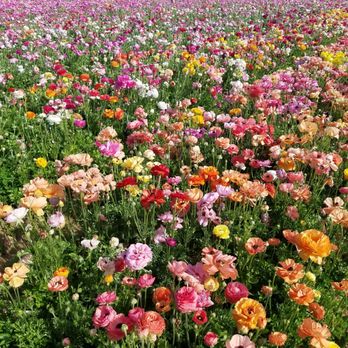 The Flower Fields - March 2018 - Venues & Event Spaces Near Me - Carlsbad, California The Flower Fields - March 2018 - Venues & Event Spaces Near Me - Carlsbad, California