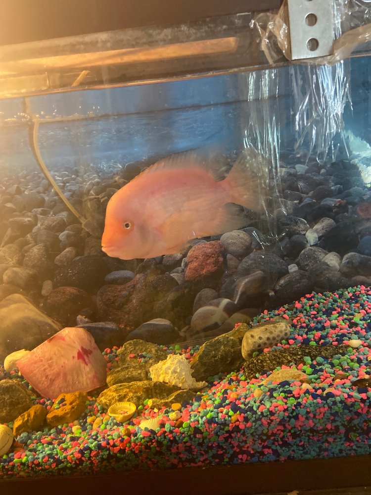 PET CITY PETS Updated April 2024 19 Photos & 26 Reviews 1254