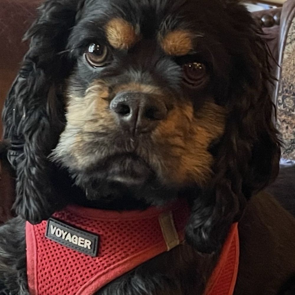 Veterinary Emergency Group - Emergency Pet Hospital Near Me - Tucson, Arizona Veterinary Emergency Group - Emergency Pet Hospital Near Me - Tucson, Arizona