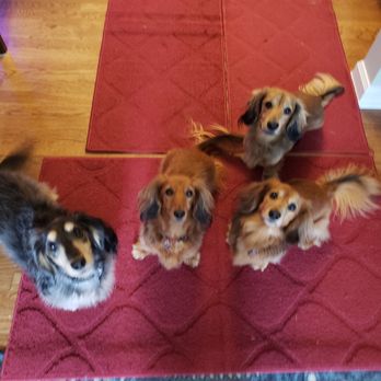 Triangle Pet Care - Dog Walkers Near Me - Durham, North Carolina Triangle Pet Care - Dog Walkers Near Me - Durham, North Carolina