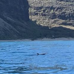 Porpoises swimming