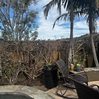Rolando Carrillo - Trimmed bushes along back side of pool - Tree Services Near Me