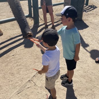 Monterey Zoo - Feeding the elephants - Zoos Near Me - Salinas, California Monterey Zoo - Feeding the elephants - Zoos Near Me - Salinas, California