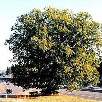 Nyberg Chestnut - Landmarks & Historical Buildings Near Me - Tualatin, Oregon Nyberg Chestnut - Landmarks & Historical Buildings Near Me - Tualatin, Oregon
