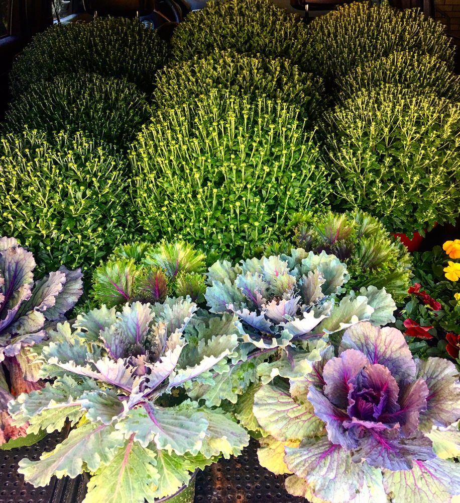 BROWN’S GREENHOUSES Updated October 2024 335 Crescent Ridge Rd NE