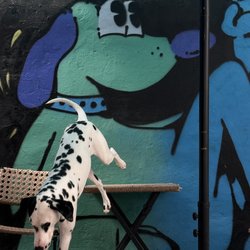 Fifi's Urban Dogs - All sizes