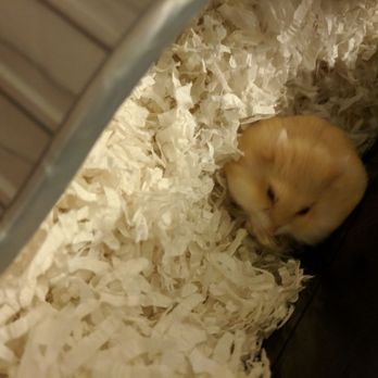 Furball Critters - My new beige Russian Campbell dwarf hamster - Pet Breeders Near Me - Santa Cruz, California Furball Critters - My new beige Russian Campbell dwarf hamster - Pet Breeders Near Me - Santa Cruz, California