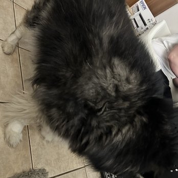 Top Paw Grooming - Before! - Pet Groomers Near Me - Tucson, Arizona Top Paw Grooming - Before! - Pet Groomers Near Me - Tucson, Arizona