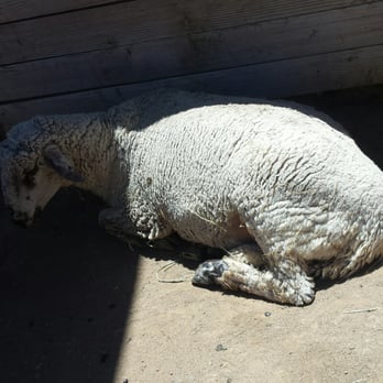 Farm Sanctuary - Animal Shelters Near Me - Acton, California Farm Sanctuary - Animal Shelters Near Me - Acton, California