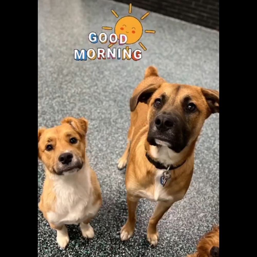NYC Pet Services - Pet Groomers Near Me - Astoria, New York NYC Pet Services - Pet Groomers Near Me - Astoria, New York