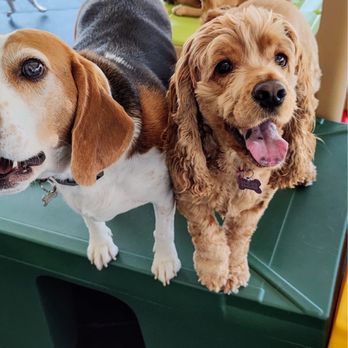 Dog E Den Tarzana - Pet Boarding Near Me - Tarzana, California
