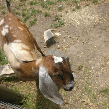Collingwood Children's Farm - Venues & Event Spaces Near Me - Abbotsford, VIC Collingwood Children's Farm - Venues & Event Spaces Near Me - Abbotsford, VIC