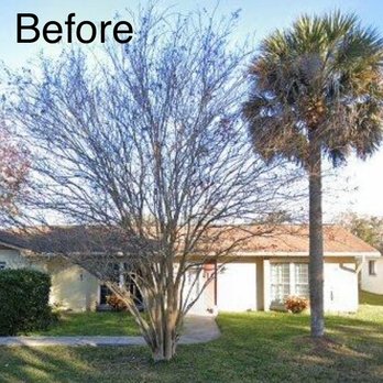 InfanTree USA - Tree Services Near Me - Daytona, Florida