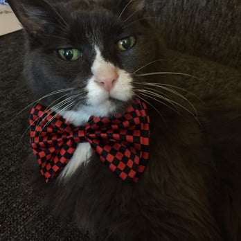Diddams Party and Toy - Bow tie from Diddams - Party Supplies Near Me - San Mateo, California Diddams Party and Toy - Bow tie from Diddams - Party Supplies Near Me - San Mateo, California