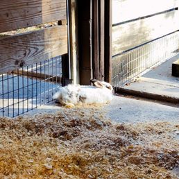 Bunny