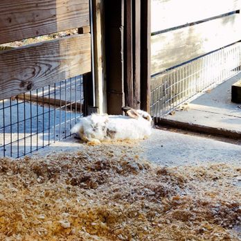 Baton Rouge Zoo - Bunny - Zoos Near Me - Baton Rouge, Louisiana