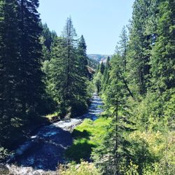 South Fork Walla Walla River Trailhead - Walla Walla River