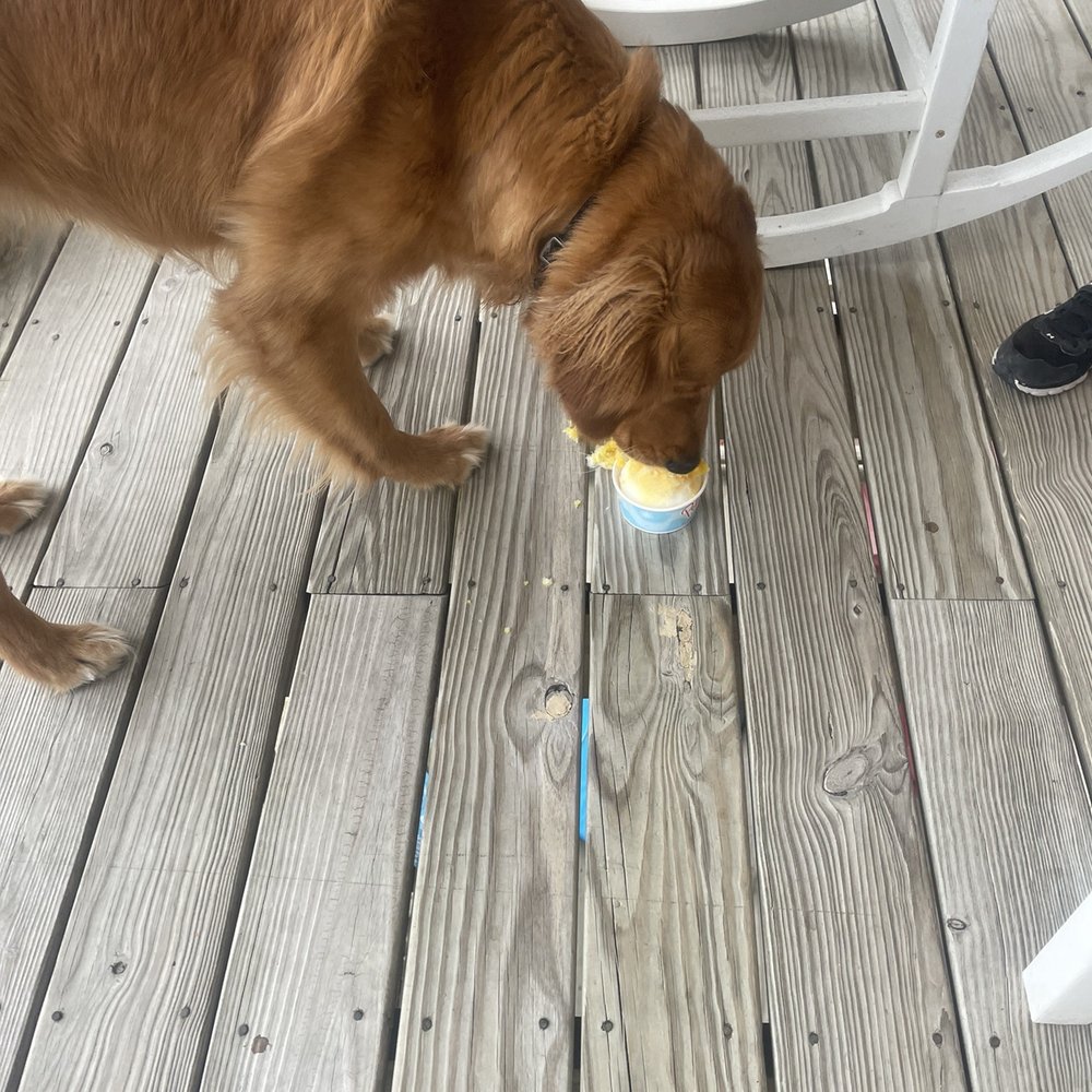 a dog drinking from a water bottle a dog drinking from a water bottle