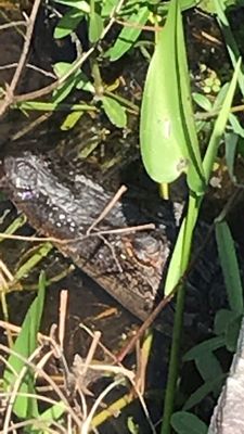 WHITE KITCHEN NATURE PRESERVE - Updated November 2025 - Slidell, Louisiana - Parks - Yelp