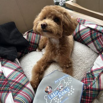 Latin Paws - Leo is happy and smells so good! - Pet Groomers Near Me - Elizabeth, New Jersey