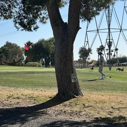 Peoria Pines