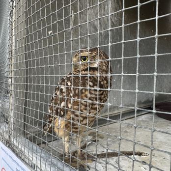 Acuario Mazatlan - The tiniest owl - Aquariums Near Me - Mazatlán, SIN