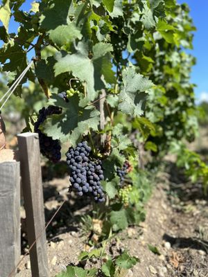 Château Pontet-Canet by null