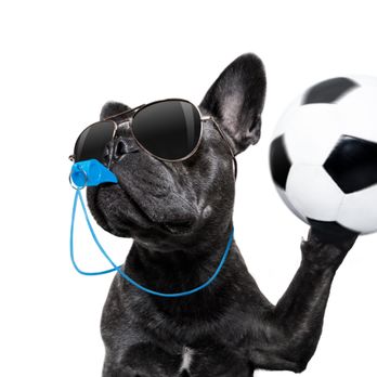 Ruff Day Resort - Training is available both Private and Group Classes - Pet Training Near Me - Webster, New York