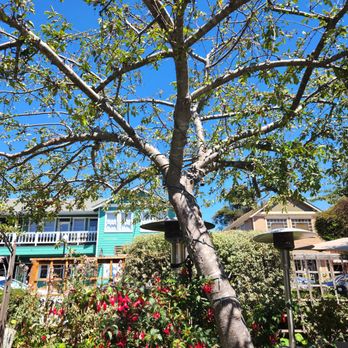 Robins Restaurant - New American Near Me - Cambria, California Robins Restaurant - New American Near Me - Cambria, California