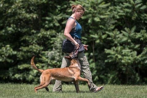 Colonial K9 Image