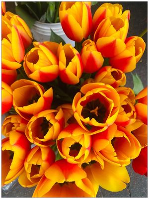 Montrose Farmers Market by null