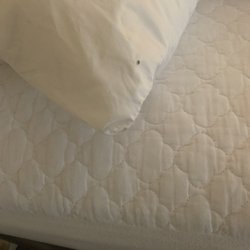 Bed bugs