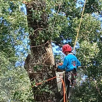 Cowboy Tree Care - Login a big oak with rope - Tree Services Near Me Cowboy Tree Care - Login a big oak with rope - Tree Services Near Me