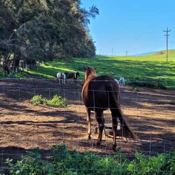Paniolo Adventures - This is the horse butt lol - Horseback Riding Near Me