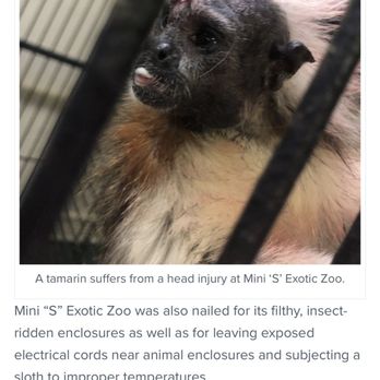 Mini S Exotic Zoo - PETA and bat world have written articles. USDA gave them an 8 page citation - Petting Zoos Near Me