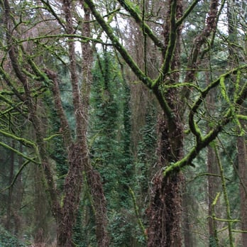 Forest Park - Parks Near Me - Portland, Oregon