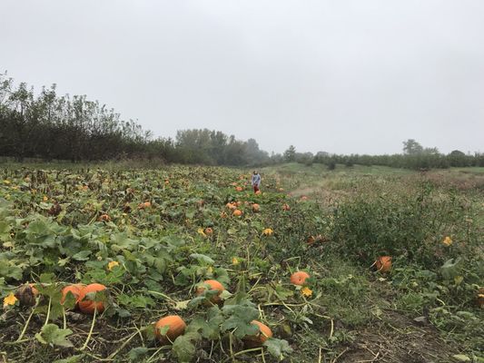 Clarke's Family Farm by null