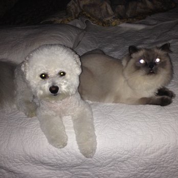 Toy Puppies Inc - Pet Stores Near Me - Davie, Florida