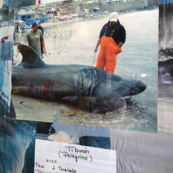 Charlys Place - Photo of a shark someone caught - Tacos Near Me - Rosarito, BCN
