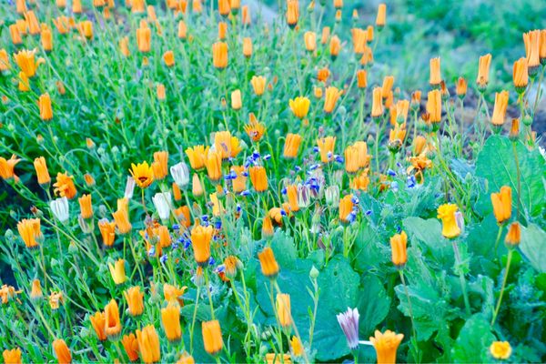 Ventura Botanical Gardens by null