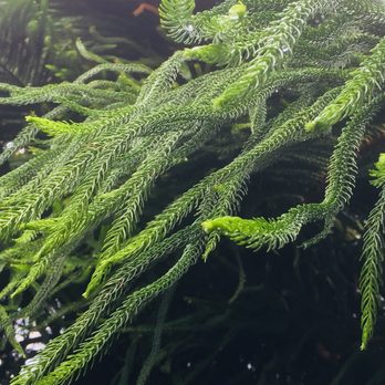 Glasgow Botanic Gardens - Parks Near Me - Glasgow, GLG