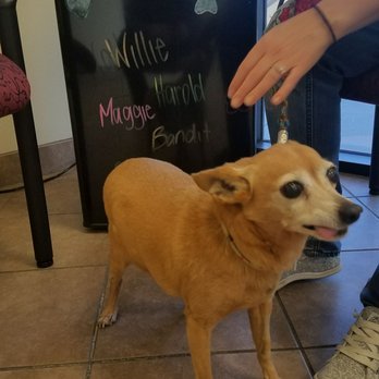 Arizona Veterinary Dental - Willie coming back for his follow up.  I love how they  introduce their patients on the fridge.  What a great idea. - Veterinarians Near Me - Glendale, Arizona