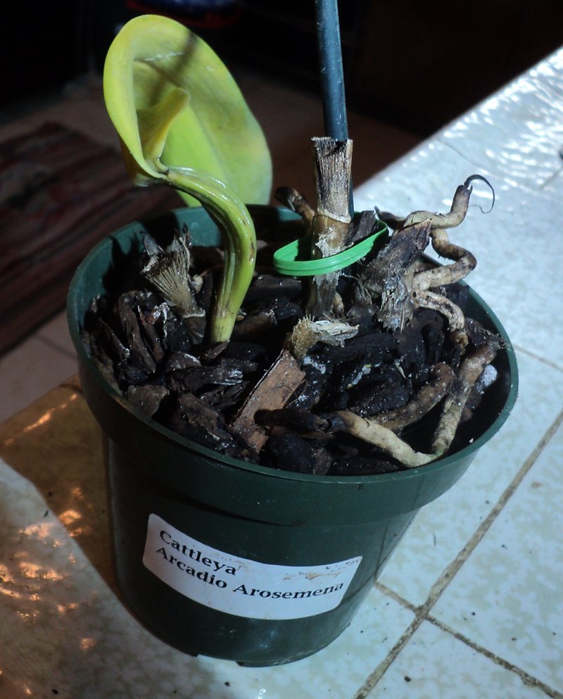 ECUAGENERA Updated September 2024 apopka, Florida Florists Yelp