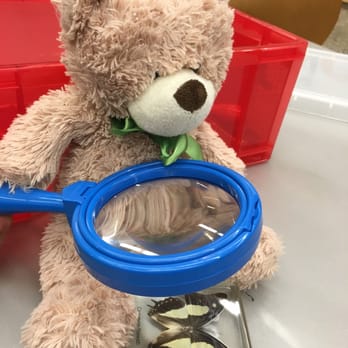 Skokie Public Library - Prayer Bear is examining a butterfly - Libraries Near Me - Skokie, Illinois Skokie Public Library - Prayer Bear is examining a butterfly - Libraries Near Me - Skokie, Illinois