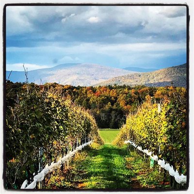 Stinson Vineyards by null