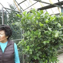 La Casa de la Espina - Celia y sus árboles únicos en todo el mercado.