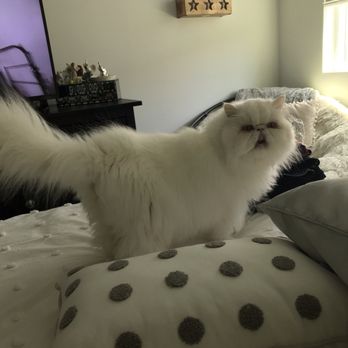 Meadows Pet Care - Before super fluffy - Pet Groomers Near Me - San Marcos, California Meadows Pet Care - Before super fluffy - Pet Groomers Near Me - San Marcos, California